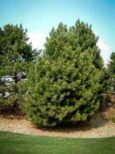 Сосна Чёрная (Pinus Nigra) купить по цене от 270.00р. в интернет-магазине «Посадика» с доставкой почтой в в Уренье и по всей России – [изображение №1].