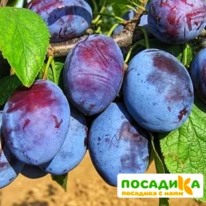 Слива Чачакская ранняя купить по цене от 229.00р. в интернет-магазине «Посадика» с доставкой почтой в в Уренье и по всей России – [изображение №1].