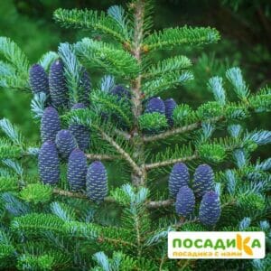 Пихта корейская (Abies koreana) купить по цене от 450.00р. в интернет-магазине «Посадика» с доставкой почтой в в Уренье и по всей России – [изображение №1].