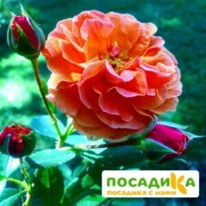 Роза Арабия купить по цене от 350.00р. в интернет-магазине «Посадика» с доставкой почтой в в Уренье и по всей России – [изображение №1].