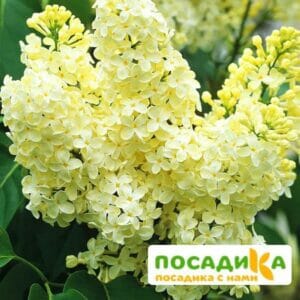 Сирень Примроуз (Primrose) купить по цене от 529.00р. в интернет-магазине «Посадика» с доставкой почтой в в Уренье и по всей России – [изображение №1].