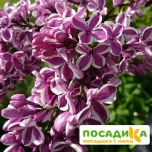 Сирень Сенсация купить по цене от 529.00р. в интернет-магазине «Посадика» с доставкой почтой в в Уренье и по всей России – [изображение №1].