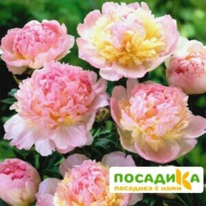 Пион Распберри Сандей (Paeonia Raspberry Sundae) купить по цене от 959р. в интернет-магазине «Посадика» с доставкой почтой в в Уренье и по всей России – [изображение №1].