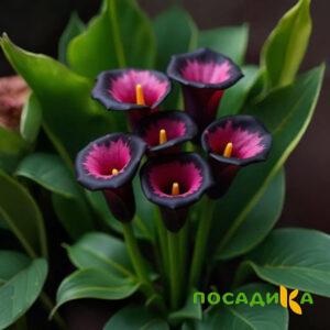 Калла Аура Лейс купить по цене от 400р. в интернет-магазине «Посадика» с доставкой почтой в в Уренье и по всей России – [изображение №1].