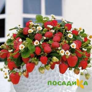Клубника Рубиновый Шепот (горшечная) купить по цене от 240р. в интернет-магазине «Посадика» с доставкой почтой в в Уренье и по всей России – [изображение №1].