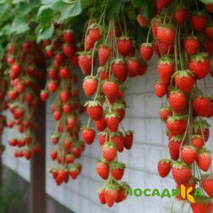 Клубника вьющаяся Комплимент купить по цене от 470р. в интернет-магазине «Посадика» с доставкой почтой в в Уренье и по всей России – [изображение №1].