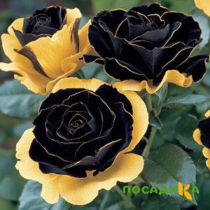 Роза Ханни Сикл купить по цене от 700р. в интернет-магазине «Посадика» с доставкой почтой в в Уренье и по всей России – [изображение №1].