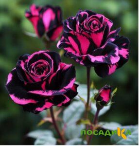 Роза Багровый Шепот купить по цене от 366р. в интернет-магазине «Посадика» с доставкой почтой в в Уренье и по всей России – [изображение №1].