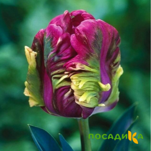 Тюльпан Экзотик Хэвен купить по цене от 186р. в интернет-магазине «Посадика» с доставкой почтой в в Уренье и по всей России – [изображение №1].