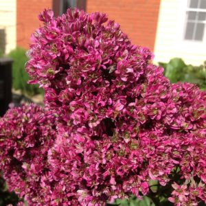 Флокс Филингс купить по цене от 329р. в интернет-магазине «Посадика» с доставкой почтой в в Уренье и по всей России – [изображение №1].