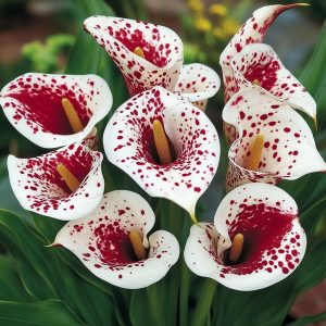 Калла Эмпайр купить по цене от 302р. в интернет-магазине «Посадика» с доставкой почтой в в Уренье и по всей России – [изображение №1].