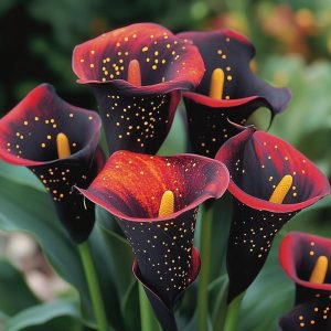 Калла Нуар купить по цене от 299р. в интернет-магазине «Посадика» с доставкой почтой в в Уренье и по всей России – [изображение №1].