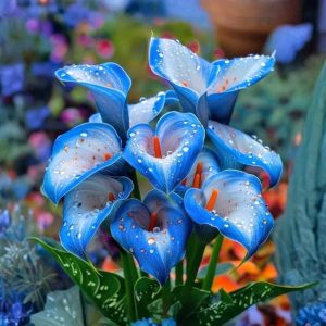 Калла Портрейт купить по цене от 292р. в интернет-магазине «Посадика» с доставкой почтой в в Уренье и по всей России – [изображение №1].