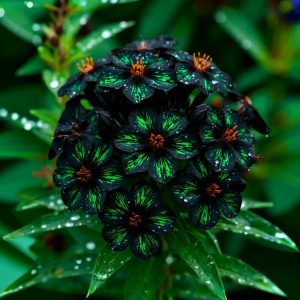 Флокс Ривьера купить по цене от 299р. в интернет-магазине «Посадика» с доставкой почтой в в Уренье и по всей России – [изображение №1].