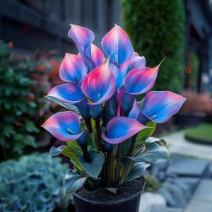 Калла Импрессия купить по цене от 590р. в интернет-магазине «Посадика» с доставкой почтой в в Уренье и по всей России – [изображение №1].