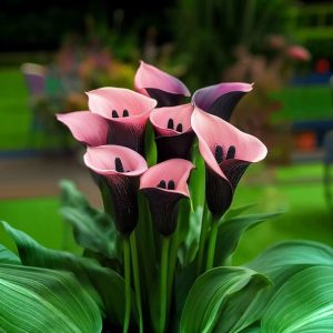 Калла Энигма купить по цене от 291р. в интернет-магазине «Посадика» с доставкой почтой в в Уренье и по всей России – [изображение №1].