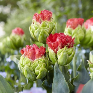 Тюльпан Бычий Глаз купить по цене от 275р. в интернет-магазине «Посадика» с доставкой почтой в в Уренье и по всей России – [изображение №1].