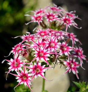 Флокс Метельчатый Путь купить по цене от 456р. в интернет-магазине «Посадика» с доставкой почтой в в Уренье и по всей России – [изображение №1].