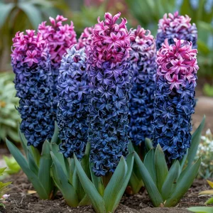 Гиацинт Блю Спринг купить по цене от 2099р. в интернет-магазине «Посадика» с доставкой почтой в в Уренье и по всей России – [изображение №1].