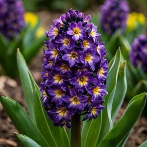 Гиацинт Вельвет Колор купить по цене от 2099р. в интернет-магазине «Посадика» с доставкой почтой в в Уренье и по всей России – [изображение №1].