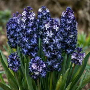 Гиацинт Блум Клауд купить по цене от 2099р. в интернет-магазине «Посадика» с доставкой почтой в в Уренье и по всей России – [изображение №1].