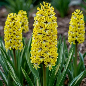 Гиацинт Сансет Голд купить по цене от 2099р. в интернет-магазине «Посадика» с доставкой почтой в в Уренье и по всей России – [изображение №1].