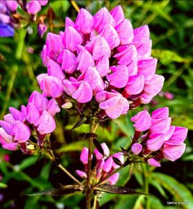 Флокс Бутоник купить по цене от 461р. в интернет-магазине «Посадика» с доставкой почтой в в Уренье и по всей России – [изображение №1].