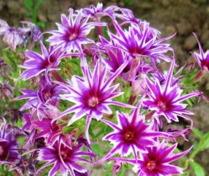 Флокс Звездное Кружево купить по цене от 361р. в интернет-магазине «Посадика» с доставкой почтой в в Уренье и по всей России – [изображение №1].