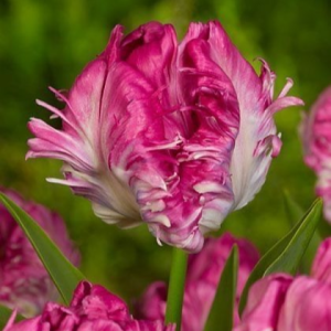 Тюльпан махровый Кул Кристал купить по цене от 400р. в интернет-магазине «Посадика» с доставкой почтой в в Уренье и по всей России – [изображение №1].