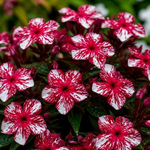 Флокс Ливер Гриммер купить по цене от 590р. в интернет-магазине «Посадика» с доставкой почтой в в Уренье и по всей России – [изображение №1].